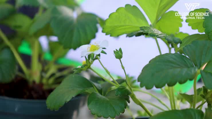 Self-defense for strawberries