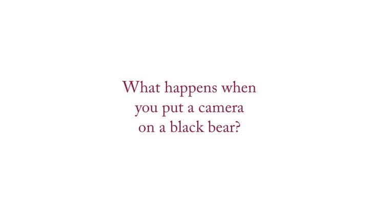 Bear Cam View