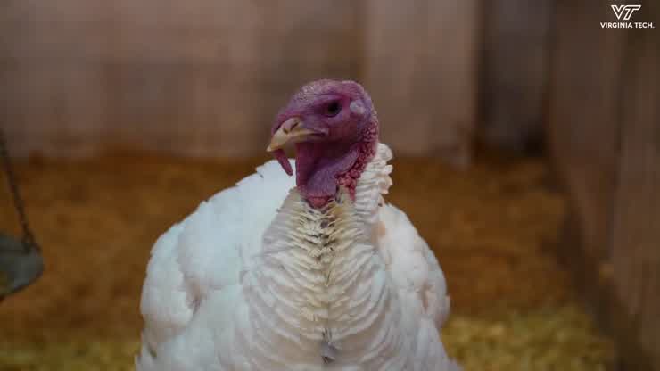 Presidential Turkeys make Virginia Tech home