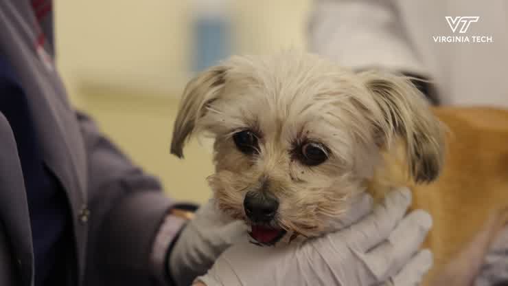 Virginia Tech researcher studies commonalities of canine and human brain cancer