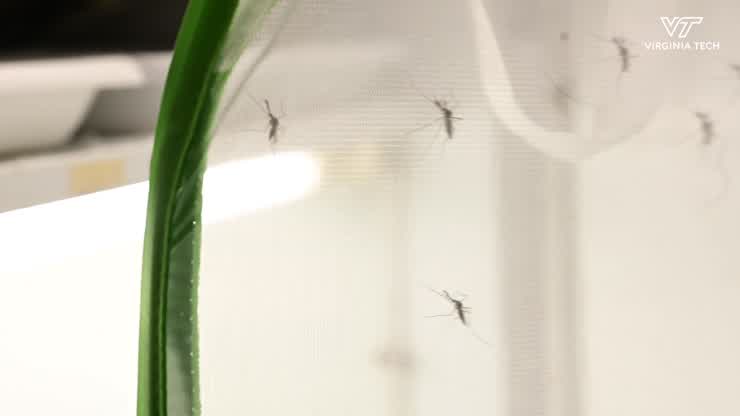 Understanding Mosquito Behavior to Prevent Disease Spread