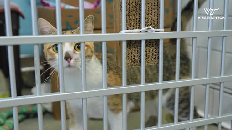 Virginia Tech forms unique partnership with Roanoke Valley SPCA