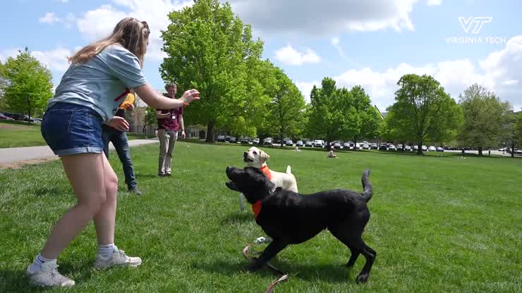 Celebrating National Therapy Animal Day with VT Therapy Dogs