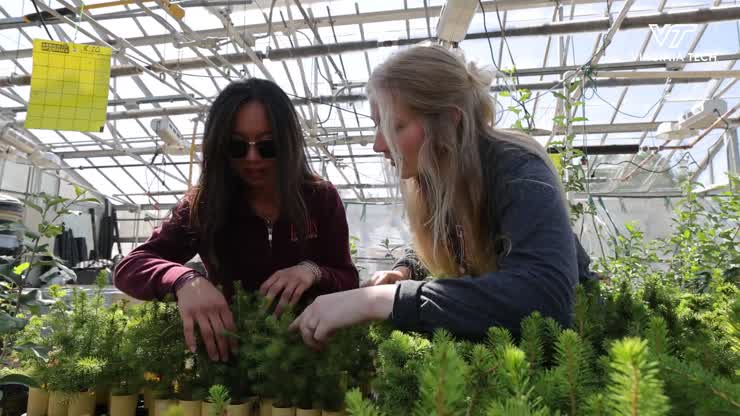 Working to restore one of Appalachia's signature species