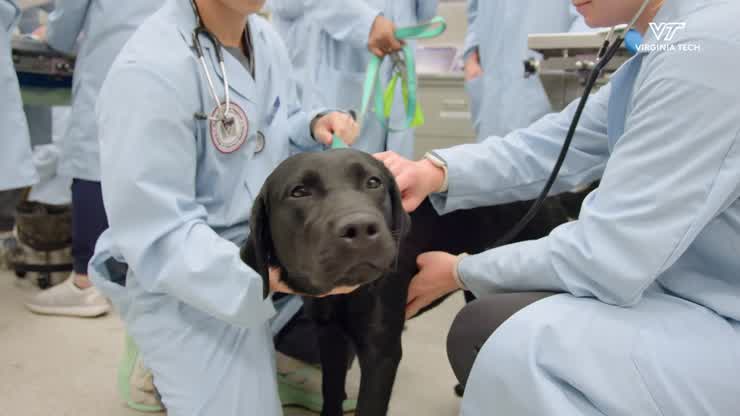 Hands-on learning: Animal Instructors Program bridges community and veterinary education