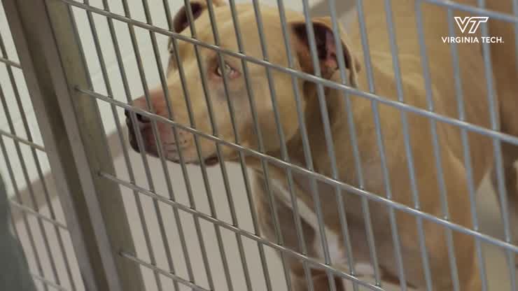 The impact of human interaction with shelter animals