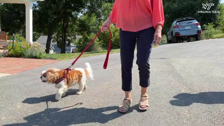 Routine checkup at veterinary hospital discovers serious heart condition in 8-year-old dog