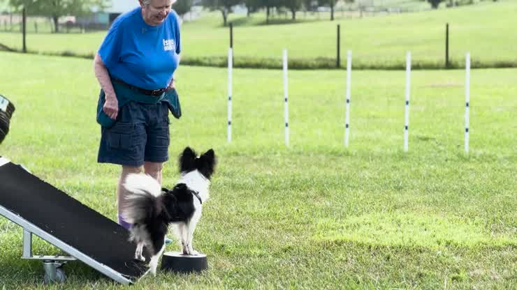 Veterinary Teaching Hospital care helps puppy ‘run like the wind’