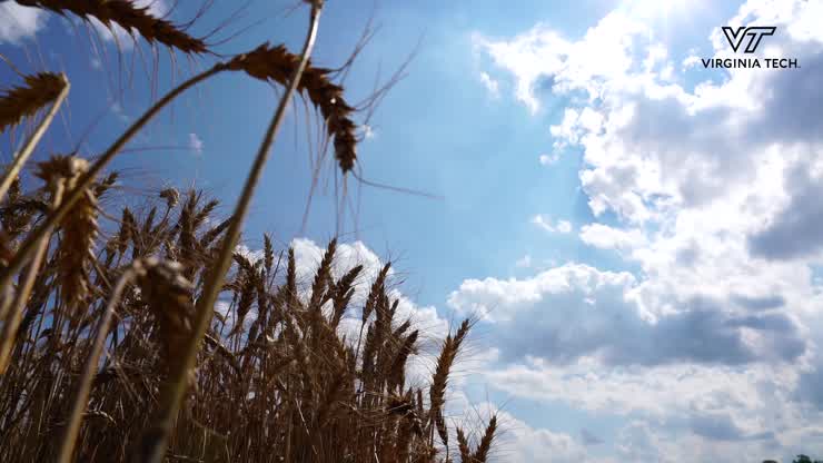 Using technology and science to cultivate future breeds of wheat