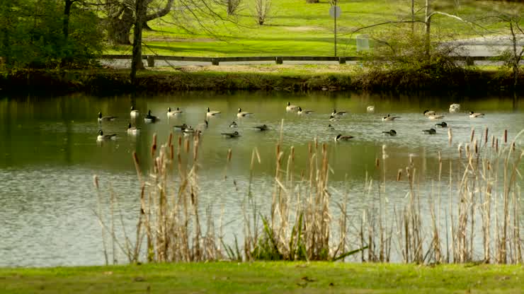 Duck Pond