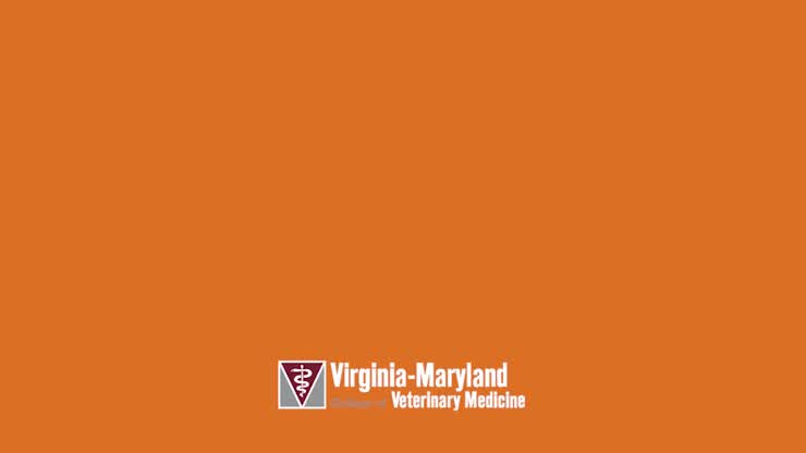 Veterinary college Open House — a day of discovery, dedication, and delight