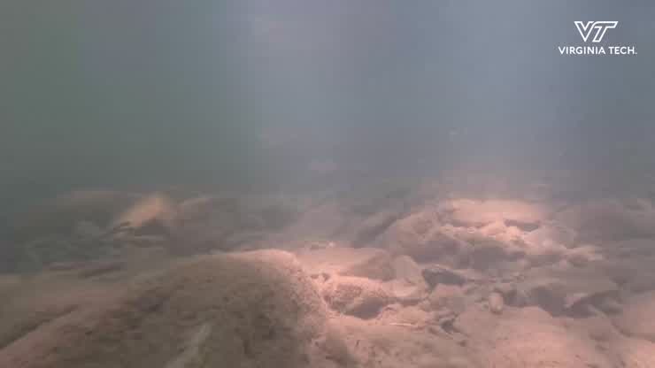 Monitoring bluehead chub nests