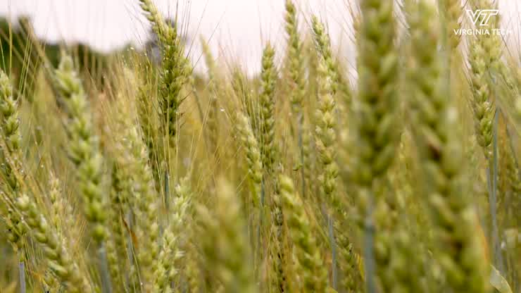 A half-century of impact for the Southern Piedmont Agricultural Research and Extension Center