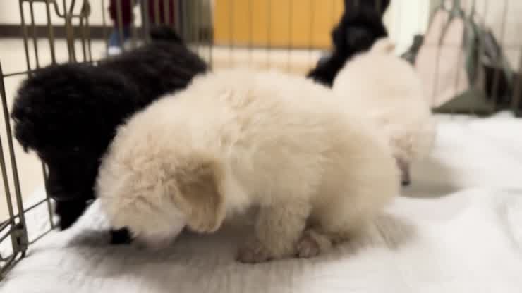 Ailing toy poodle recovers, delivers healthy puppies with Veterinary Teaching Hospital care