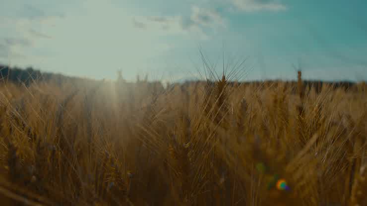 Virginia Tech’s ARECs are propelling our thriving agriculture industry into the future