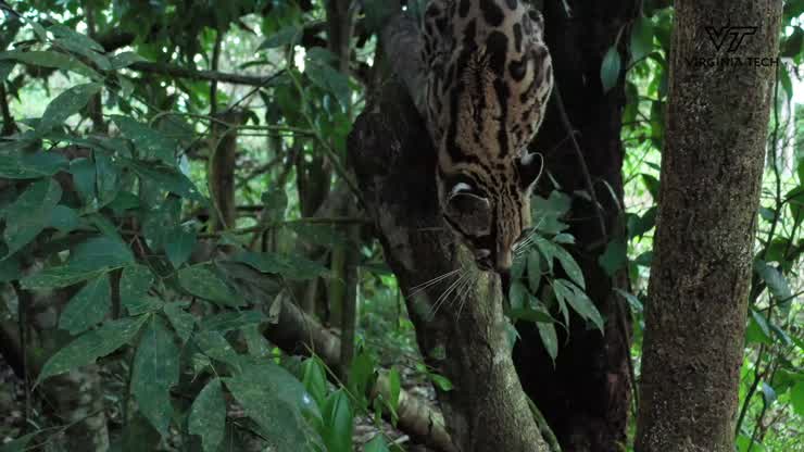 Passion for wildlife conservation involves undergraduate research