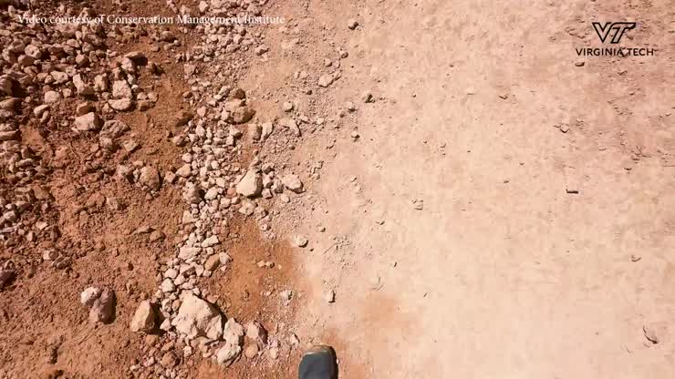 Bat biodiversity in the southwest