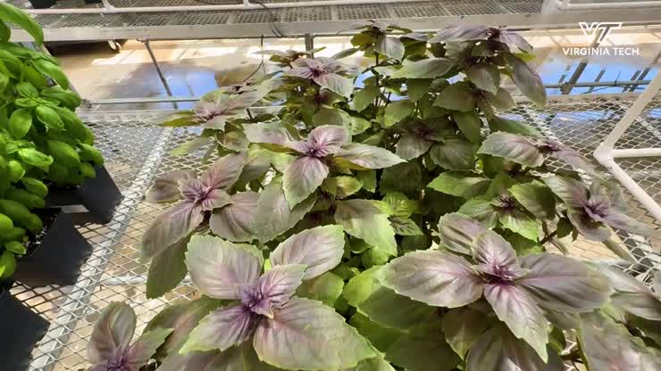 Is the Future of the Greenhouse Industry Red?