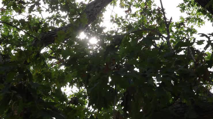 A hike through the history of campus trees