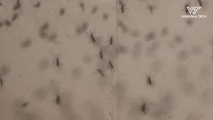 Finding new ways to control mosquitoes through sleep-deprivation