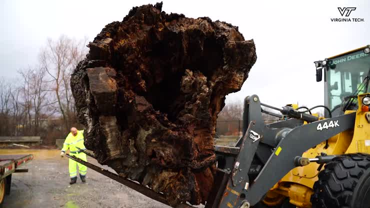 Work begins to memorialize the historic Merry Oak tree