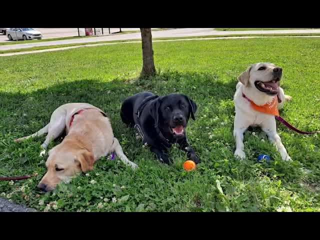 5 Tips to be Pet Prepared