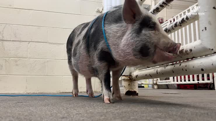 Veterinary Teaching Hospital treats Oreo the pig