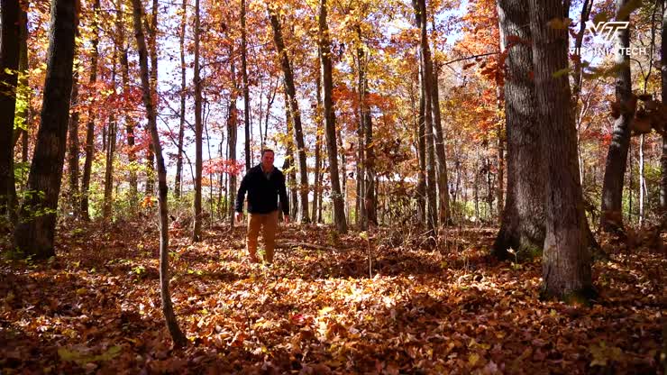 Tracking carbon sequestration in forests is more than meets the eye
