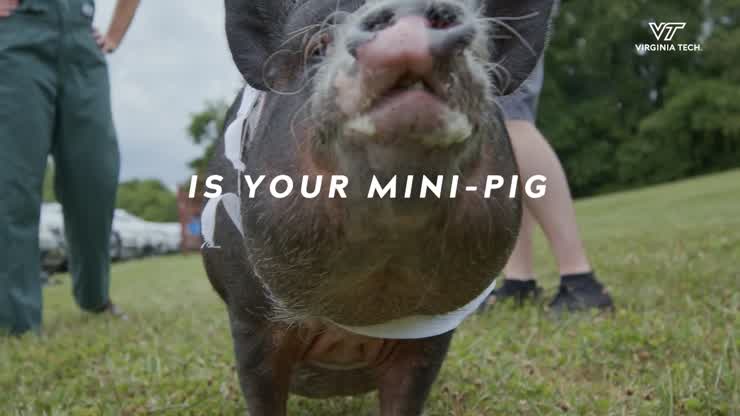 Calling all mini pig parents!