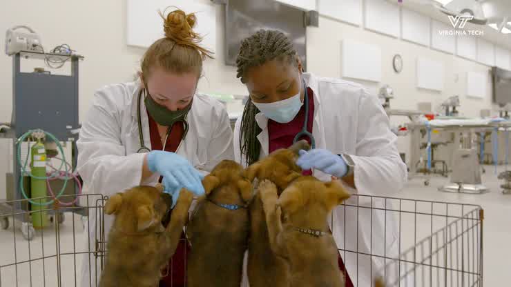 A "Puppy Palooza" at Virginia Tech veterinary college