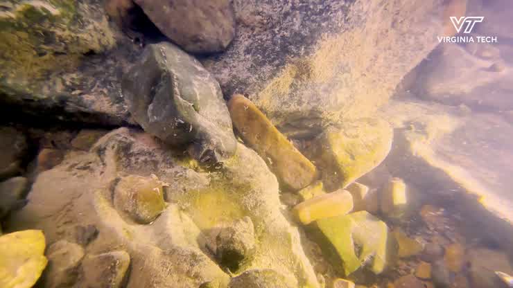 Saving a salamander may require human intervention