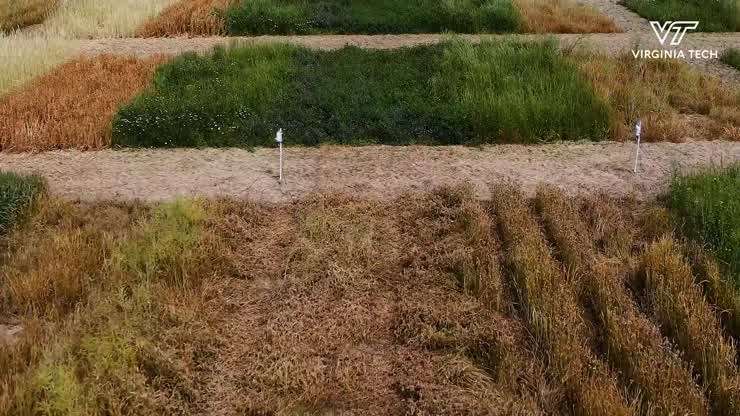 Virginia Tech student creates opportunity for expanding domestic edamame production