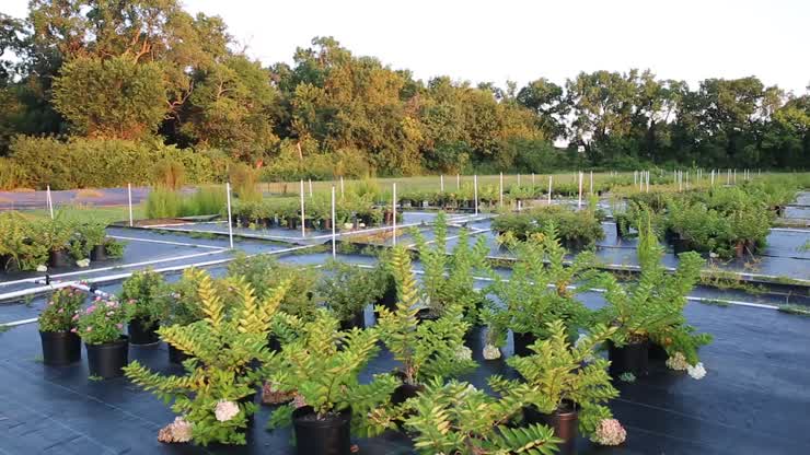 Smaller Sips Beat Big Gulps: Cyclic Irrigation for Nursery Crops