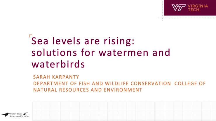 HokieTalks: Sea levels are rising - Solutions for watermen and waterbirds