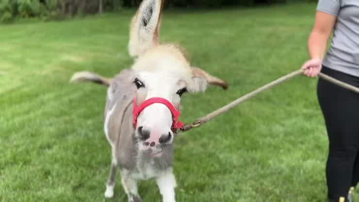 Towel-eating donkey and ailing mother saved by expertise of Veterinary Teaching Hospital