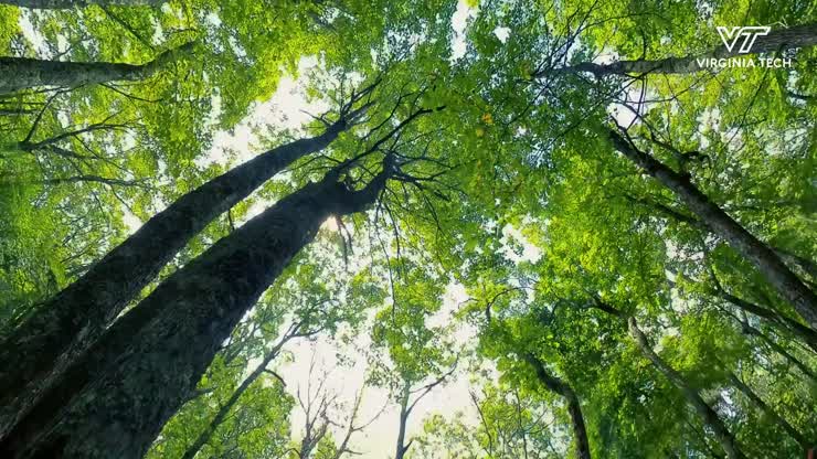 Tracking how seeds travel in the Southern Appalachians