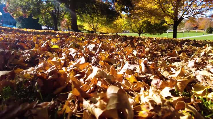 Vibrant fall foliage at its peak on Virginia Tech's campus