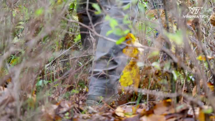 Examining chestnut blight in local forests