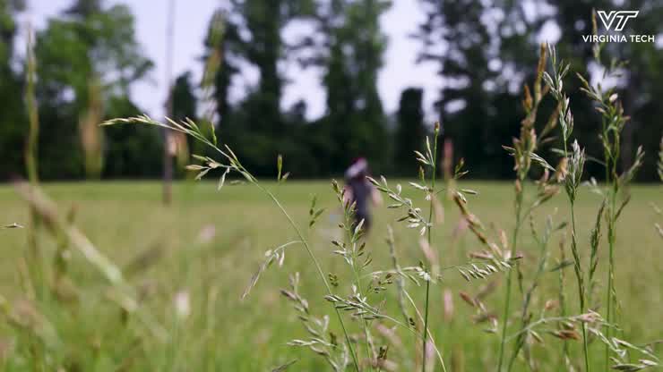 Tracking kestrels in Northern Virginia