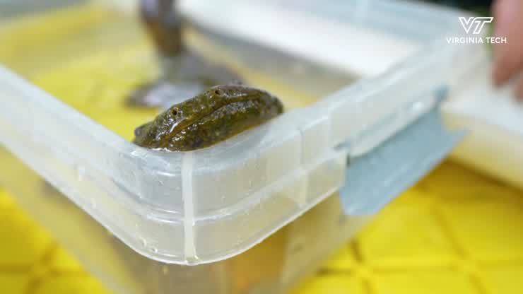 When hellbenders thrive, clean water flows downstream