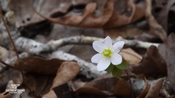 Signs of Spring: Ramps and Skunk Cabbage