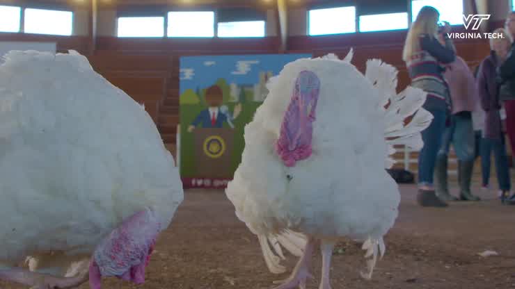 National Thanksgiving Turkeys resting at Virginia Tech