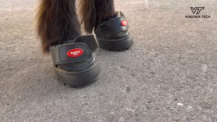 Meet Ringo, the police patrol pony