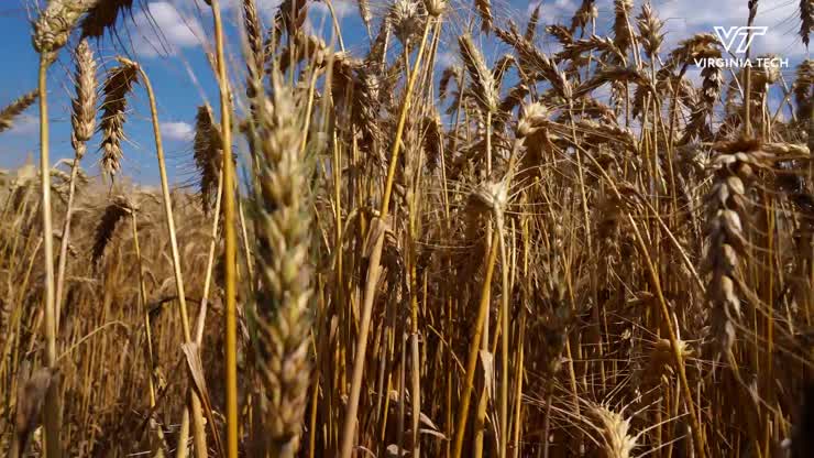 Turning food waste into bioplastics