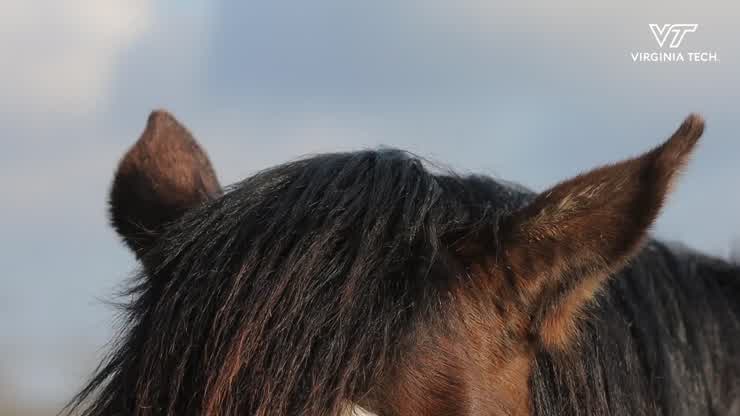 Volunteers learn new skills while caring for Hokie Horses