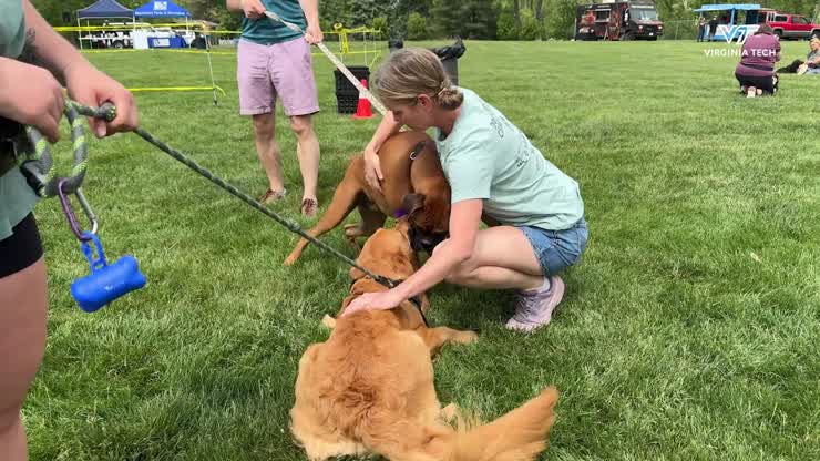 Local Kennel Club celebrates Festival of the Dog with Blacksburg Community