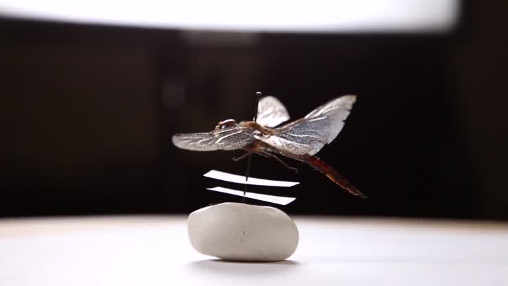 3D Imaging brings insect collection to light