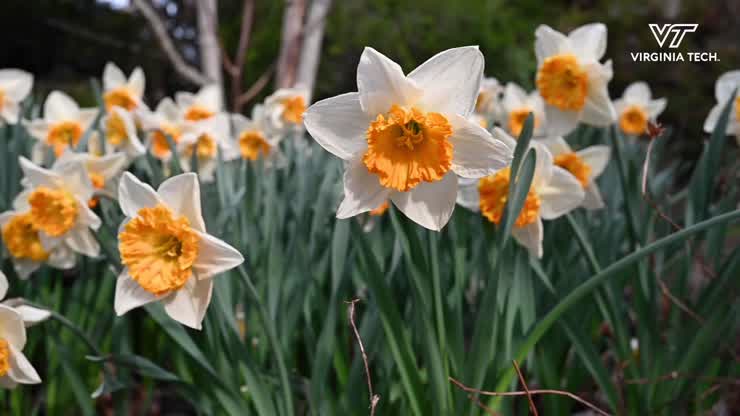 The sights and sounds of springtime