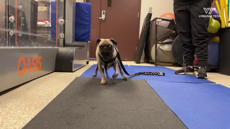 Cleared for Takeoff: Maverick the Pug soars after treatment at Veterinary Teaching Hospital