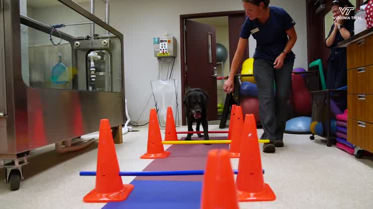 Improving mobility and quality of life for retired service dog